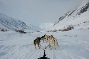 Dog-sledding photo I took in Kluane Park. Amundsen owed his conquest of the South Pole to dog-sledding techniques he learned from Inuit.