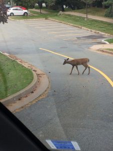 Fawn in a parking lot.