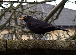 blackbird