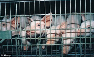 factory farm