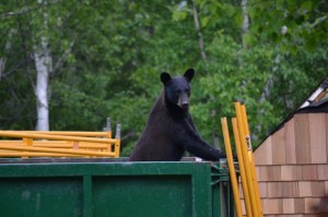 A marauding black bear near the author’s home in Sudbury, Ontario. Photograph courtesy of Marthe Brown.