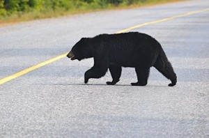 Black bear crossing the highway near Killarney, south of Sudbury. Photograph courtesy of Marthe Brown.