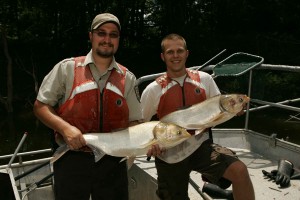 Asian carp.  Wikimedia Commons. 