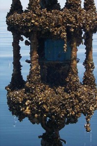 Water meter encrusted with zebra mussels.  Wikimedia Commons. 
