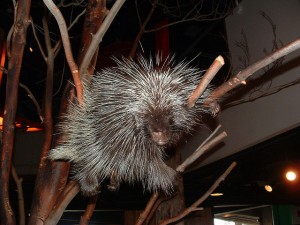 Quillan the Science North porcupine, part of the Northern Forests exhibit. 