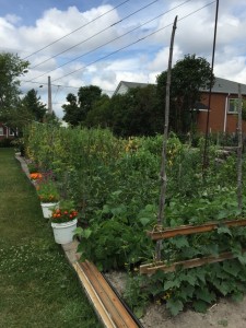 A typical Gatchell garden, maintained by postwar Italian immigrants, circa 2015. Note the super stack in the background of the image. Author’s photo.