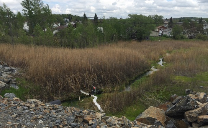 After leaving the culvert, the green water makes its way through this marshy area, which runs behind the houses located on Walter Avenue. This waterway used to flow into the neighbourhood creek that Frank discusses above. Image taken from Big Nickel Mine Drive, May 27, 2015. Author’s photo.