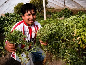 The Harper government was anxious to foster entrepreneurship as part of its development goals. This photo from the Global Affairs International Development website’s “Economic Growth” gallery claims to depict a successful development project at an unnamed Peruvian greenhouse.