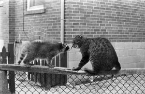 Image of a cat and a raccoon on top of a chain link fence, with their faces close together. 14 July 1964. Photographer: Don Grant, Toronto Telegram fonds, ASC10639. See: https://digital.library.yorku.ca/yul-92693/dogs