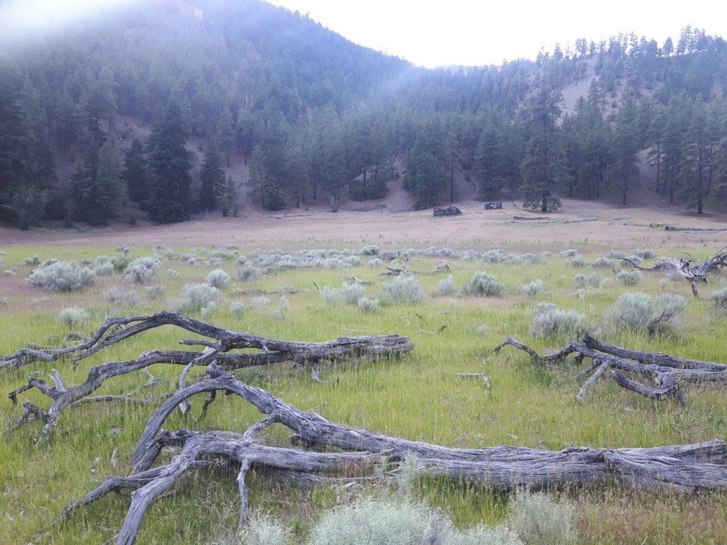 Pine and grass ecology Nlaka'pamux land