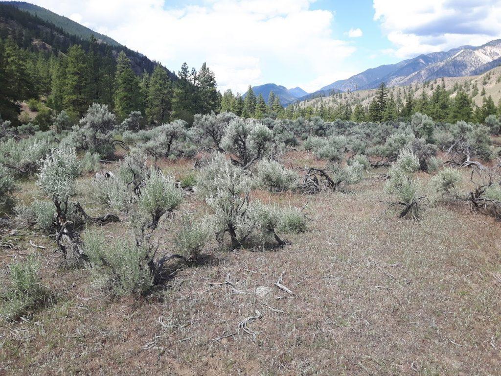 Pine and grass ecology, Nlaka'pamux land