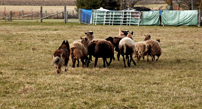 A brown and black dog herding a group of seven sheep in an open field. There is a fence covered with tarps int he background.