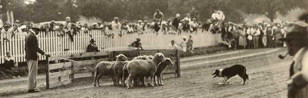 Black and white photo of a sheepherding competition.