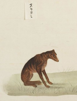 Illustration of a seated brown wolf.