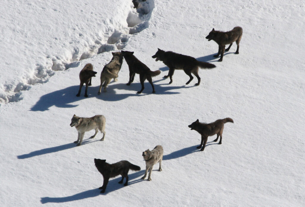 Photo of eleven wolves standing in the snow.