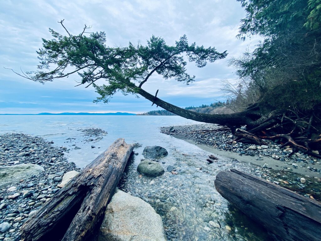 Photograph from the shoreline of a rocky beach with an overhanging tree.