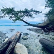 Photograph from the shoreline of a rocky beach with an overhanging tree.